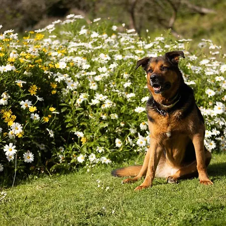 Complejo Rural Mimosas Del Nalon בית כפרי
